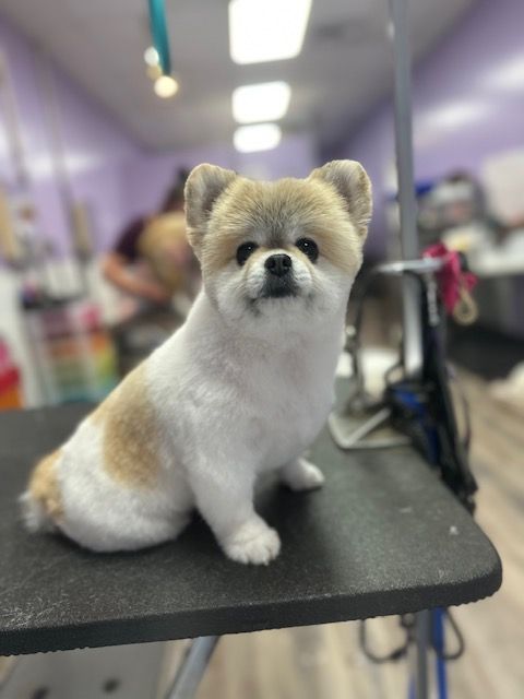 Small fluffy dog sitting on a grooming table in a salon, with a blurred purple background.