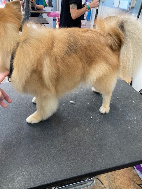 Fluffy tan-and-white dog standing on a grooming table