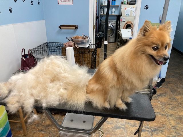 Two small dogs sit on a grooming table, one fluffy white and one tan, in a pet grooming salon.