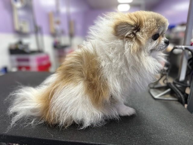 Small fluffy tan-and-white dog sitting on a grooming table in a pet salon