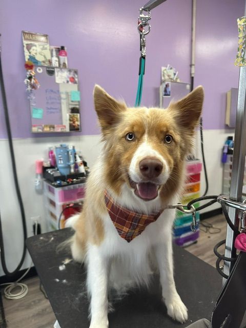 Brown-and-white dog wearing a plaid bandana on a grooming table in a pet salon, looking at the camera