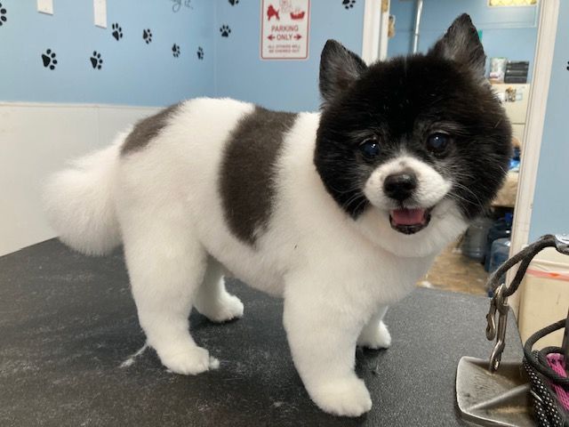 Small black-and-white fluffy dog standing on a grooming table, panting in a blue room.