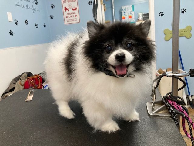 Small fluffy black-and-white dog standing on a grooming table, tongue out, in a pet salon.
