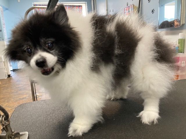 Fluffy black-and-white puppy standing on a couch indoors, mouth slightly open