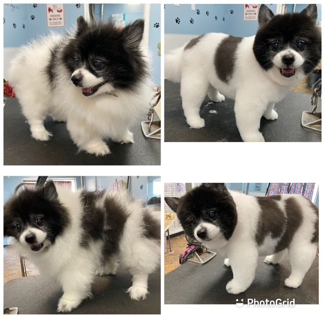 Fluffy black-and-white puppy shown in four grooming salon photos from different angles.