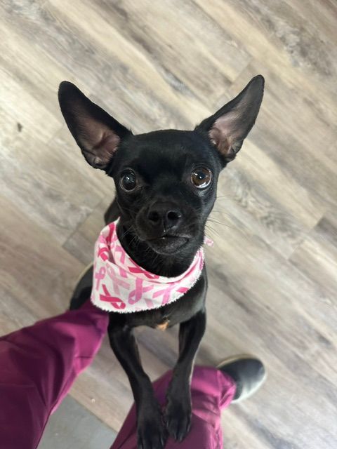 Small black dog with pink bandana looking up, standing on a person's legs indoors. Small black dog with pink bandana looking up, standing on a person's legs indoors.