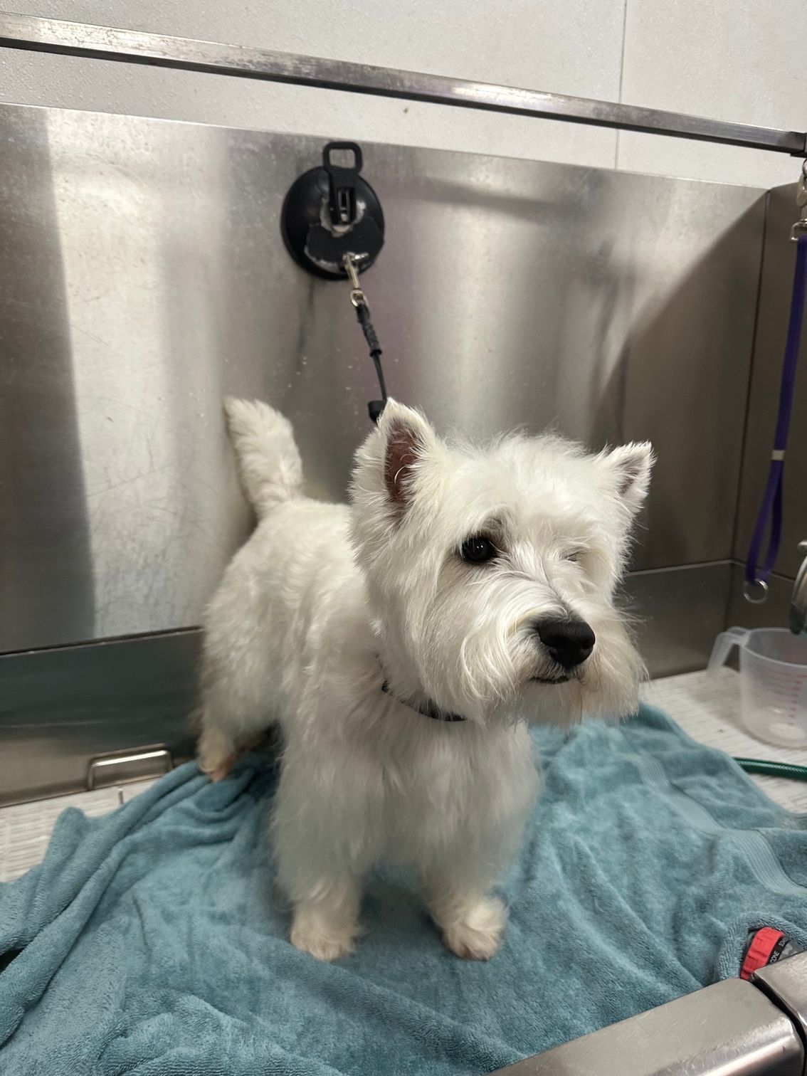 Small white terrier standing on a grooming table with a towel, in a stainless steel grooming area.