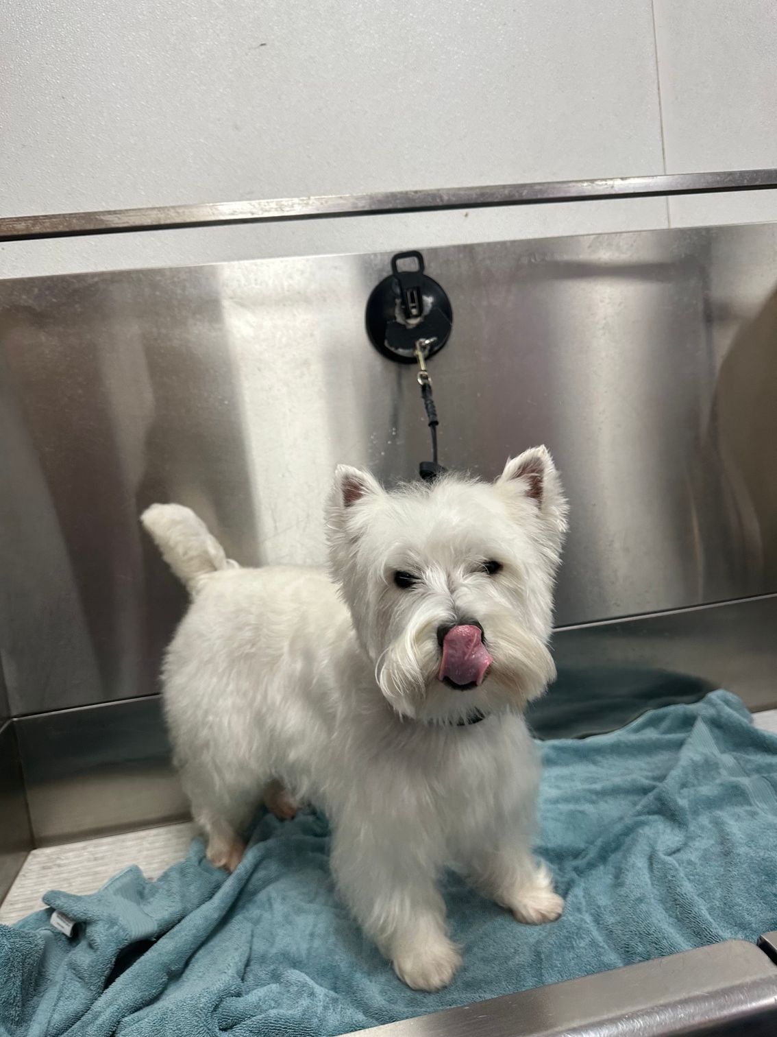 White terrier standing on a blue towel, licking its nose in a stainless steel grooming tub.