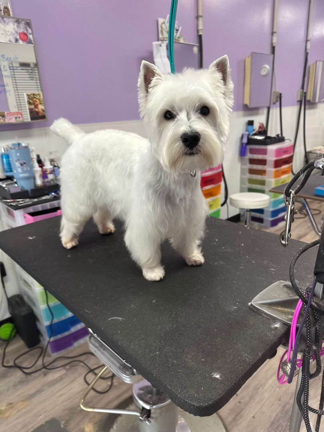 Small white terrier standing on a grooming table in a pet salon, with purple walls and grooming tools nearby