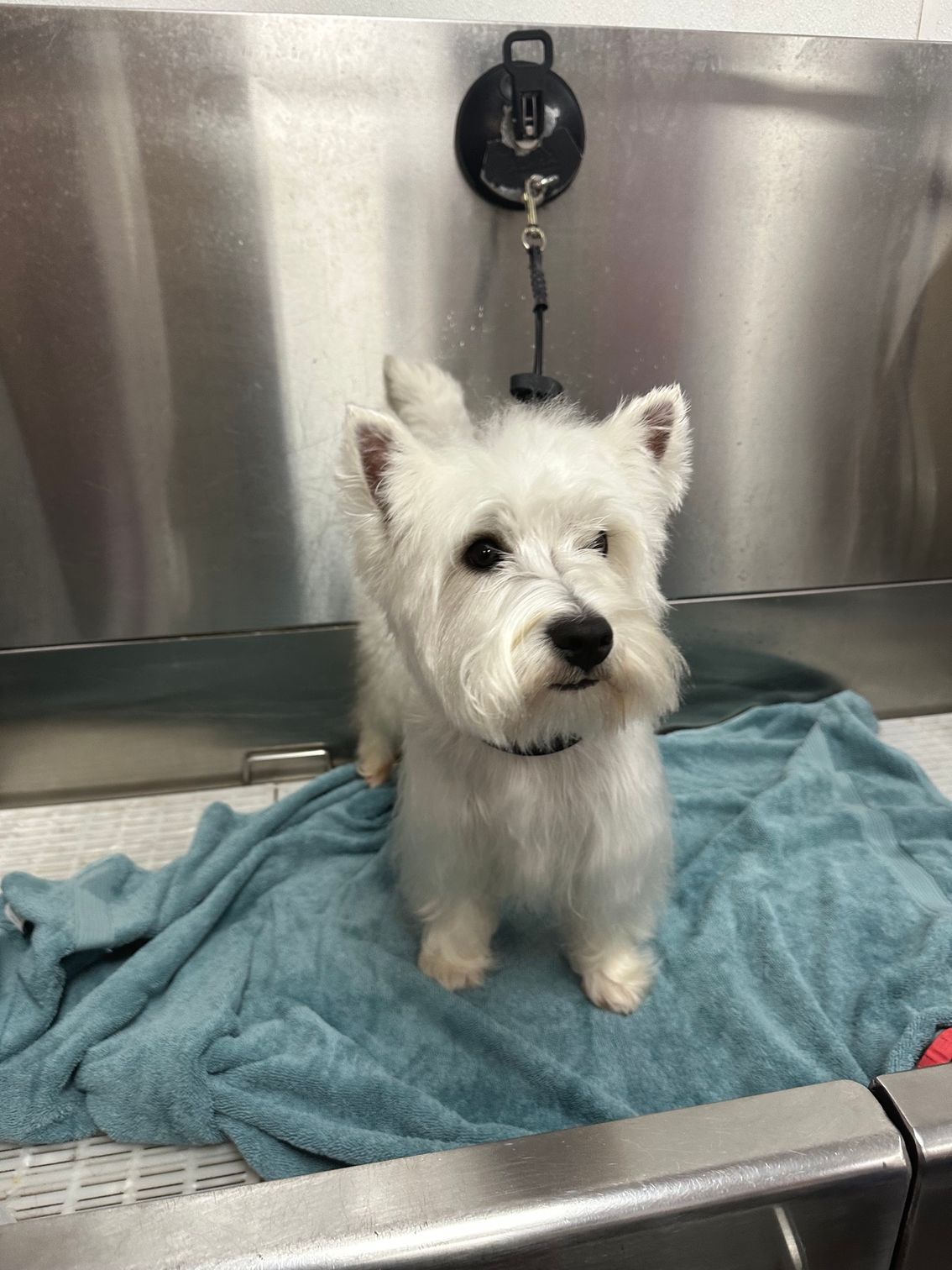 Small white dog sitting on a blue towel in a stainless-steel grooming tub