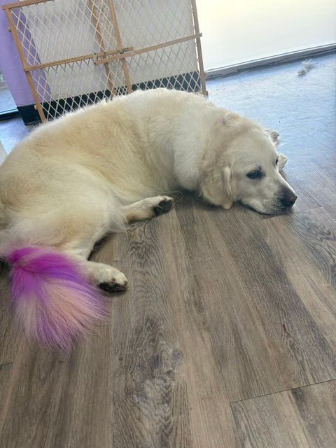 Cream-colored dog lying on a wooden floor, resting beside a purple toy with a fence in the background