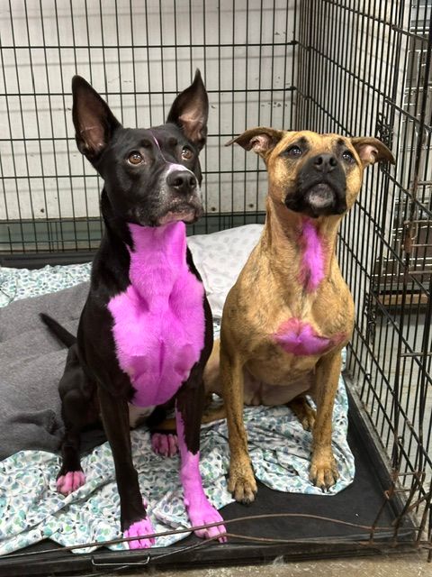 Two dogs in a crate, one black and one tan, both with bright pink-dyed chests and paws.