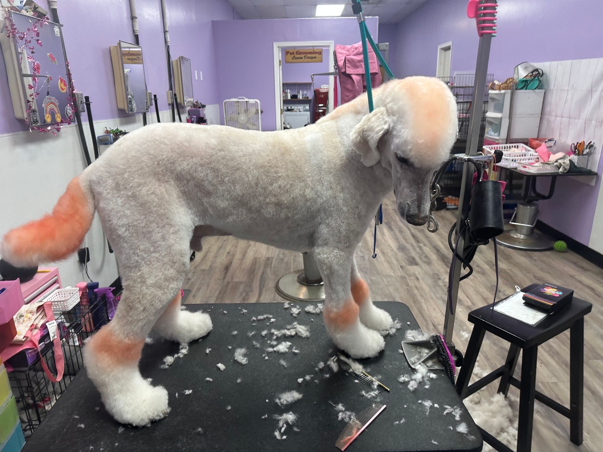 Poodle groomed on a black table in a purple pet salon, with fluffy white legs and orange-dyed ears and tail
