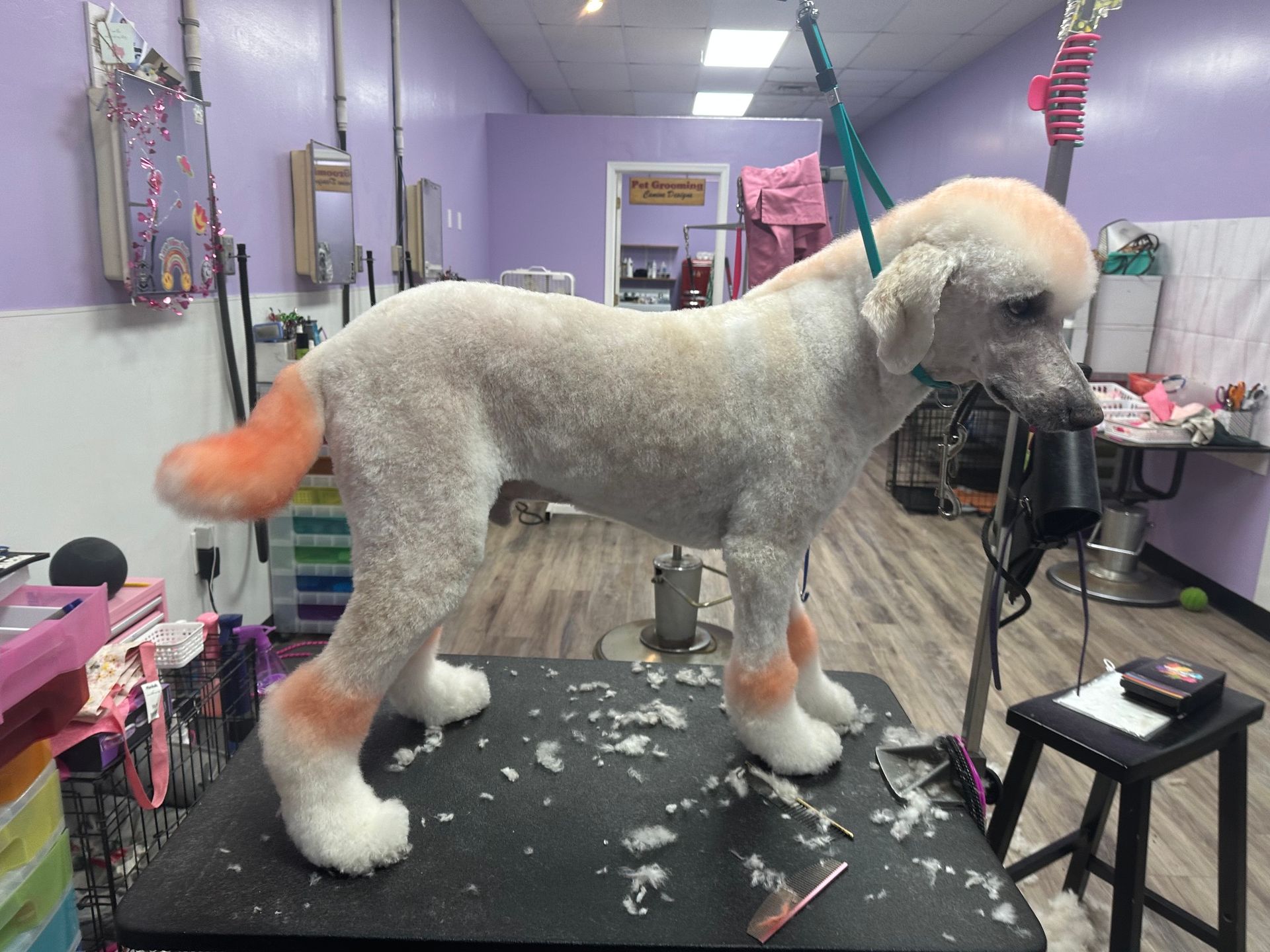 White poodle with orange-dyed tail and paws standing on a grooming table in a salon