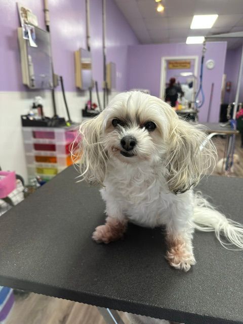 Small white dog sitting on a grooming table in a purple pet salon