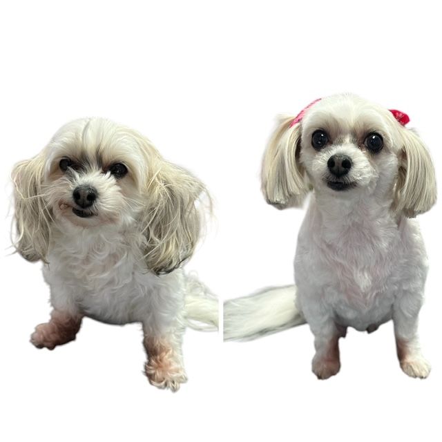 Two small white dogs with long ears, one with pink bows, sitting against a plain white background
