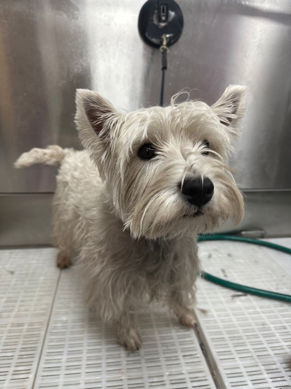 Small white terrier standing in a grooming tub, looking at the camera.