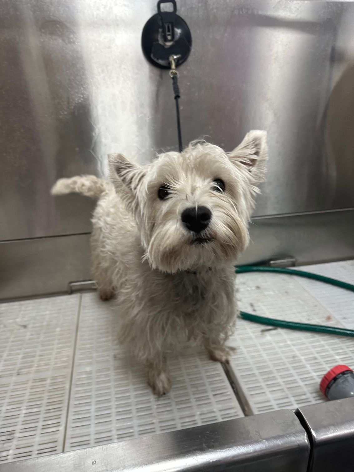 Small white dog standing on a grooming table in a stainless steel bath area, looking at the camera.