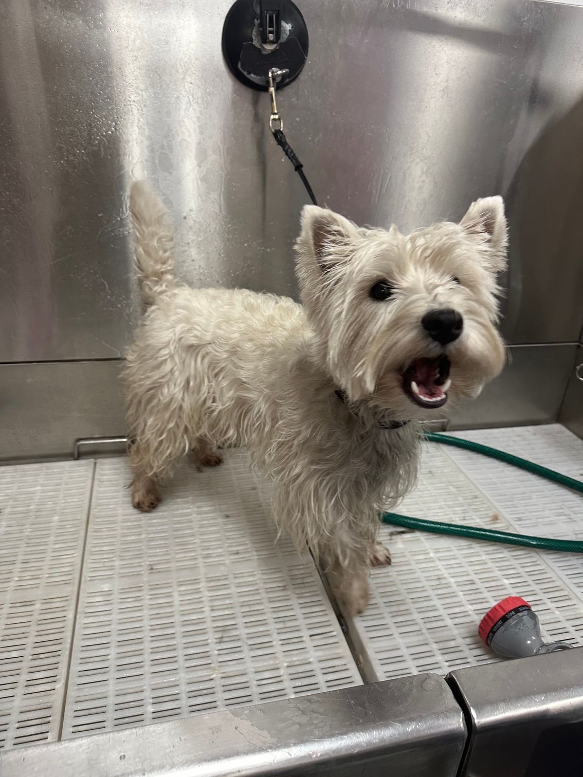 Small white dog standing on a metal grooming table, panting with a leash attached.