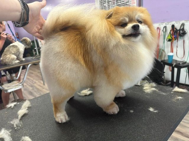 Fluffy tan Pomeranian standing on a grooming table with a groomer holding its fur