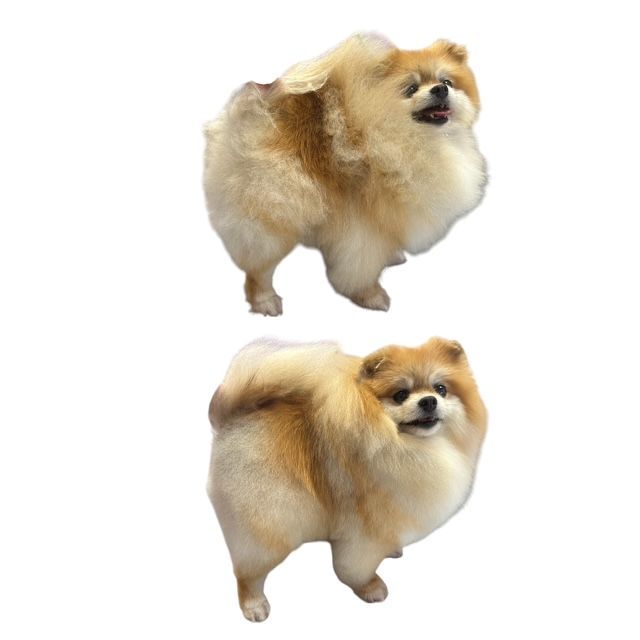 Two fluffy tan Pomeranians standing on a white background, one facing forward and one turned away