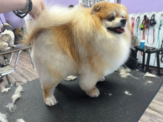 Fluffy tan-and-white Pomeranian standing on a grooming table, tongue out