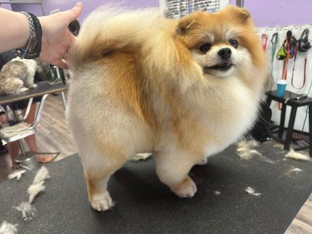 Fluffy tan-and-white Pomeranian standing on a grooming table with a groomer’s hand visible nearby