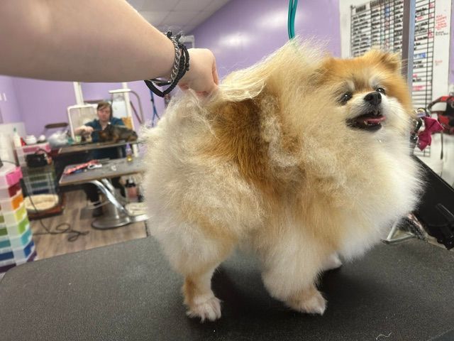 Fluffy Pomeranian on a grooming table, being held by a groomer with a leash.