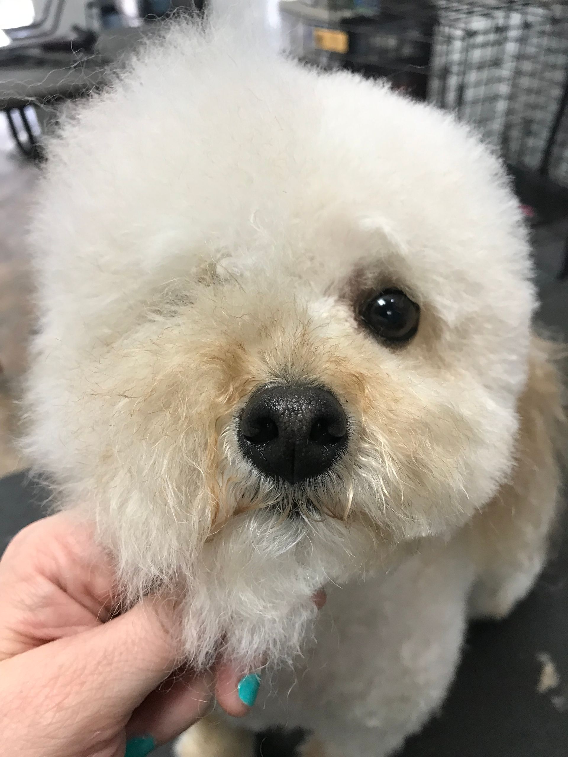 Small fluffy white dog being gently held under the chin, looking at the camera.