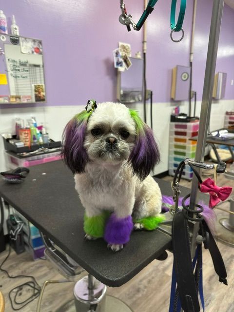 Small dog on a grooming table with purple ears and green/purple-dyed paws in a pet salon