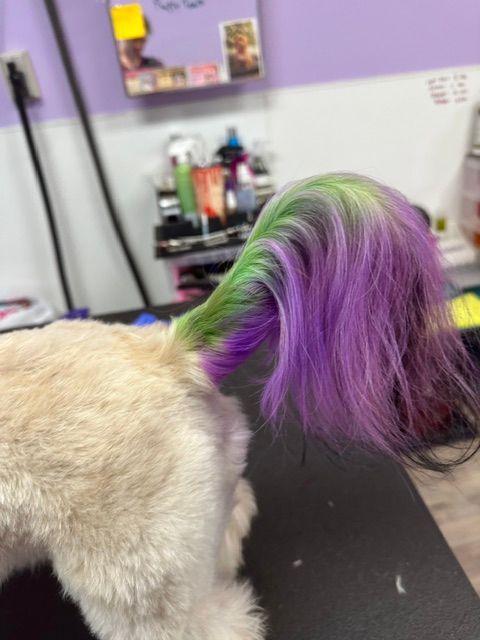 Dog with a purple-and-green dyed tail in a grooming salon