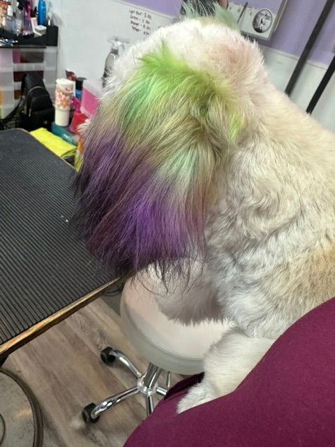 Small dog with dyed green and purple fur sitting on a grooming table.