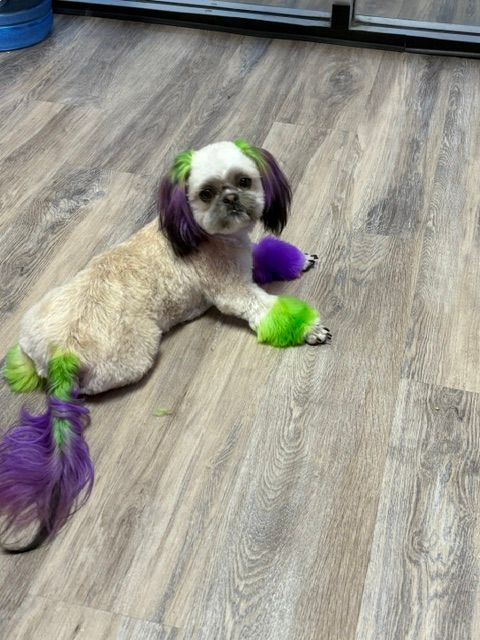 Small dog lying on wood floor, with purple and green dyed fur and a purple toy nearby