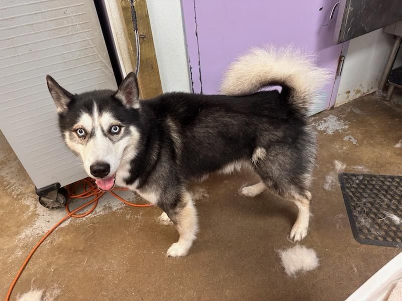 Black-and-white husky standing indoors on a leash, looking at the camera.