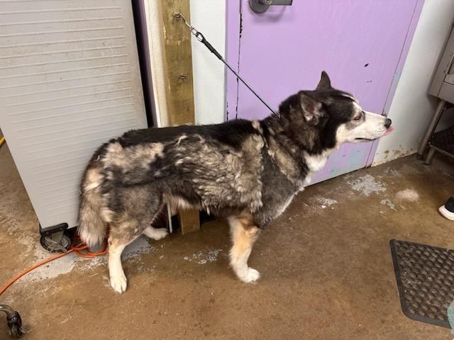 Black and tan dog on a leash standing by a purple door on a wet porch