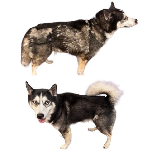 Two husky dogs on a white background, one standing in profile and one facing forward with a curled tail