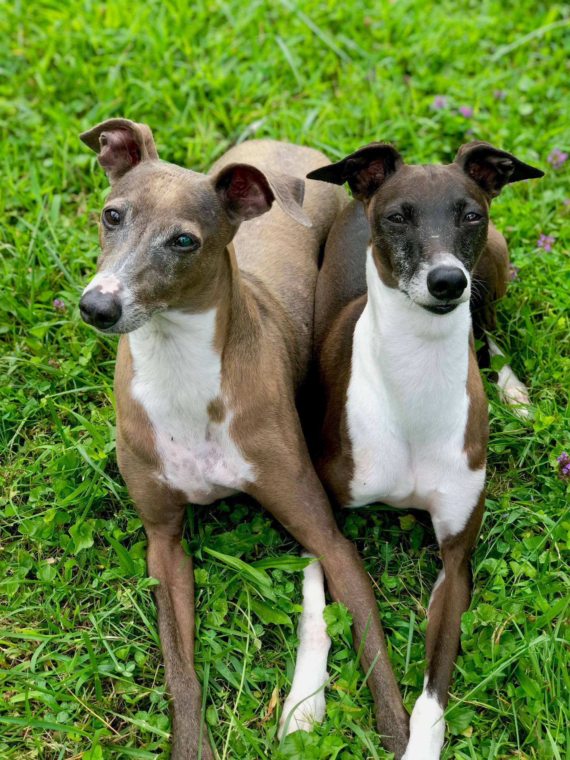 Two grey and white dogs sitting in green grass, looking at the camera. Two grey and white dogs sitting in green grass, looking at the camera.