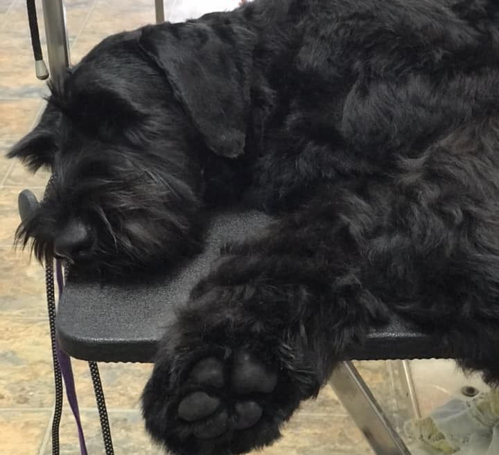 Black dog lying beside a laptop on a table against a brick wall