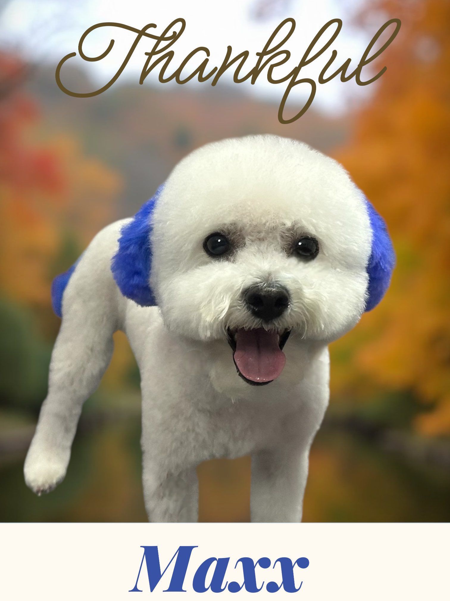Happy white dog with blue ears, tongue out, under the word “Thankful” and above “Maxx”