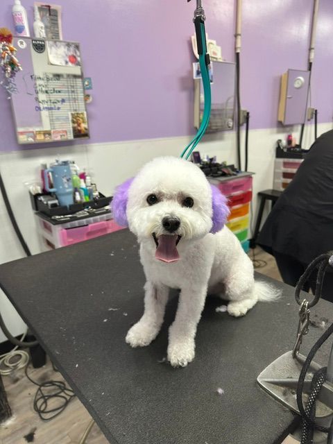 Small white dog sitting on a grooming table in a purple pet salon, tongue out and alert