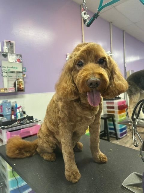 Black long-haired dog standing on a grooming table in a purple pet salon