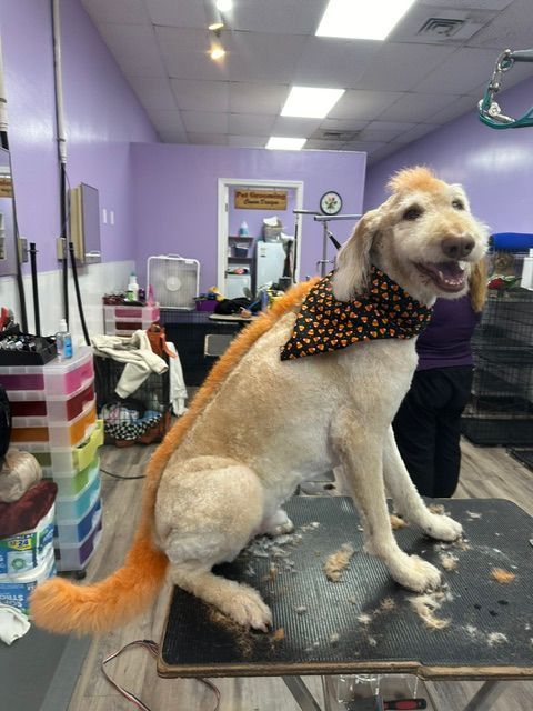 Dog with a bandana sitting on a grooming table in a pet salon, surrounded by trimmed fur.
