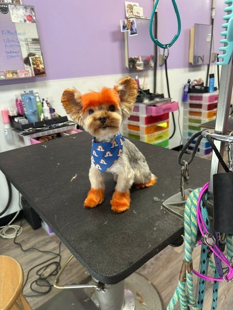 Small dog with orange-dyed ears and paws, wearing a blue bandana, sitting on a grooming table.