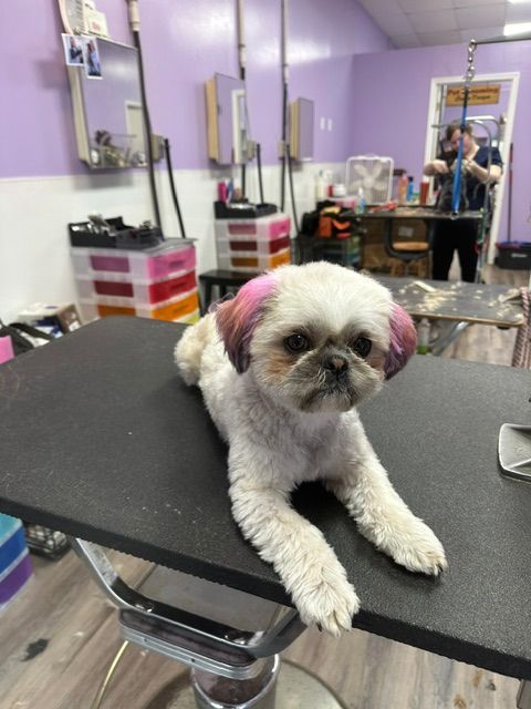 Small white dog with pink-dyed ears lying on a grooming table in a pet salon