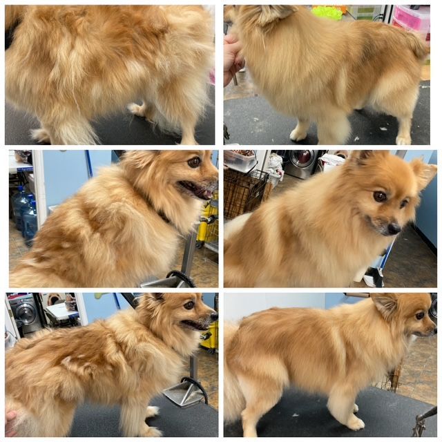 Collage of a fluffy tan dog on a grooming table, shown from multiple angles.