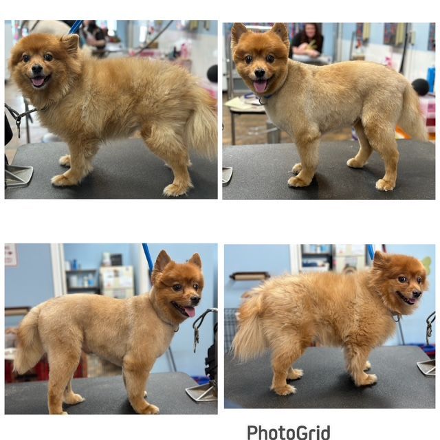 Four photos of a fluffy tan dog on a grooming table, before and after a haircut
