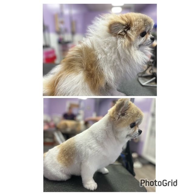 Small fluffy tan-and-white Pomeranian before-and-after grooming on a grooming table