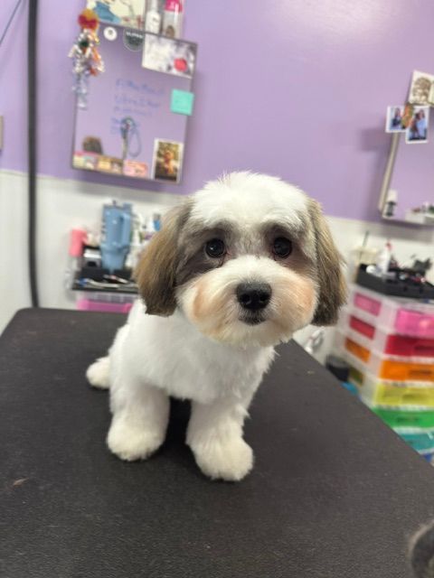 Small white and brown puppy sitting on a black grooming table in a purple pet salon.
