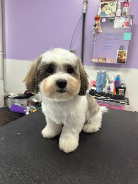 Small white-and-tan dog sitting on a grooming table in a salon with a purple wall background