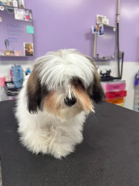 Small fluffy white-and-black dog on a grooming table in a salon